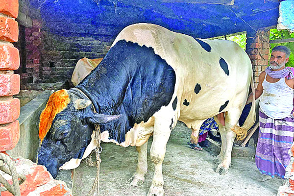 কোরবানির হাটে সাতক্ষীরার নবাব