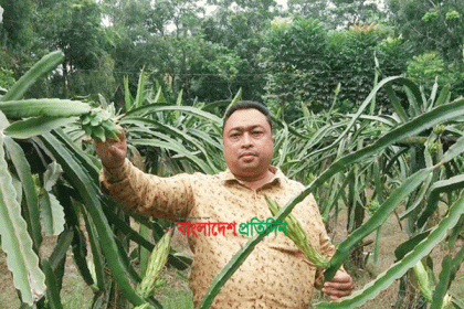 ড্রাগন চাষ দেখে ভাগ্য বদলের স্বপ্ন দুলালের  