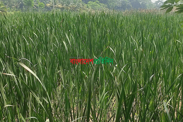 বিলুপ্তির পথে প্রাকৃতিক হোগলা পাতা! 