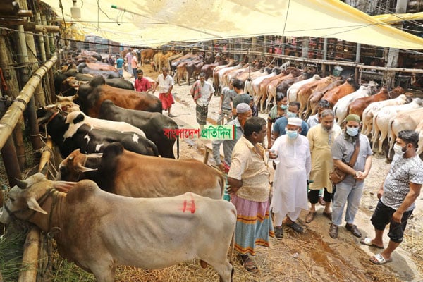 রাজধানীতে কোরবানির পশুর হাট শুরু ১৭ জুলাই

