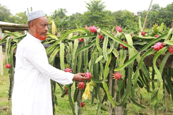 লকডাউনে ক্ষতির মুখে ড্রাগন ফল চাষিরা
