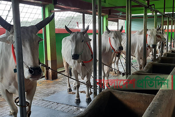 ব্রাহ্মণবাড়িয়ায় কোরবানির পশু নিয়ে সংশয়ে খামারিরা