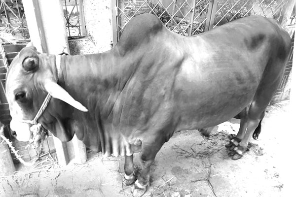 সুস্থ গরু চেনার উপায়