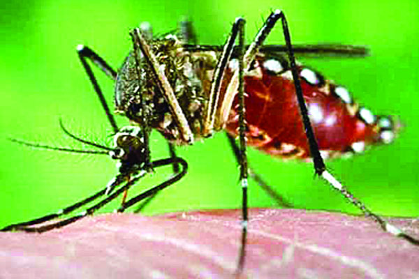 এবার আতঙ্ক ছড়াচ্ছে ডেঙ্গু