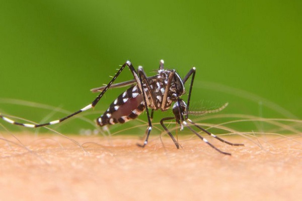 জুলাইয়ে ১৩ দিনেই হাসপাতালে ৪৭৩ ডেঙ্গু রোগী