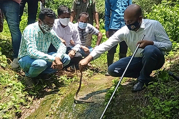 অজগরের ২৮ বাচ্চা সীতাকুণ্ডের বোটানিক্যাল গার্ডেনে অবমুক্ত