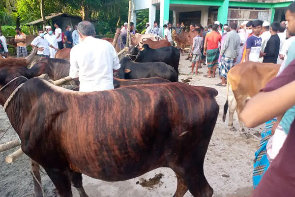 বরিশালে অনলাইন পশুর হাটে সাড়া নেই, জেলা ও মহানগরীতে বসেছে ২২ হাট