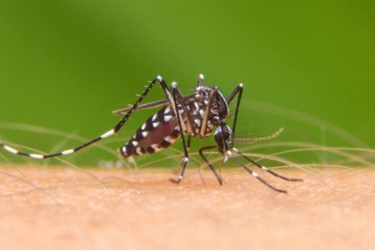 জুলাইয়ে ১৩ দিনেই হাসপাতালে ৪৭৩ ডেঙ্গু রোগী