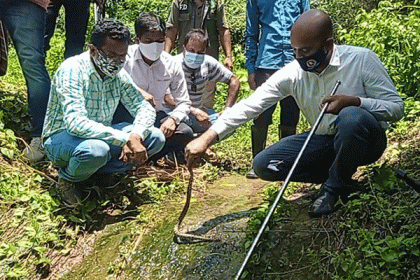 অজগরের ২৮ বাচ্চা সীতাকুণ্ডের বোটানিক্যাল গার্ডেনে অবমুক্ত