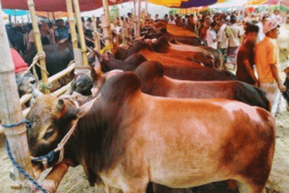 চট্টগ্রামে করোনা সংক্রমণে নতুন চ্যালেঞ্জ পশুর হাট  