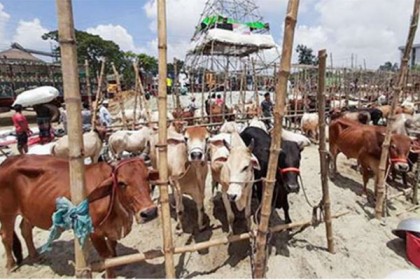 সিলেটে ১২ নির্দেশনা মেনে পশুর হাট

