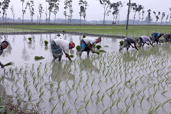 ঠাকুরগাঁওয়ে আমন রোপনে ব্যস্ত কৃষক