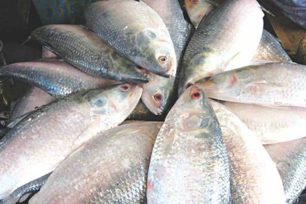 ভরা মৌসুমে মেঘনায় মিলছে না ইলিশ

