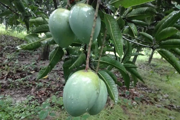 হাঁড়িভাঙ্গা আমের বিশ্ব দর্শনে আশা জাগিয়েছে রংপুরের চাষিদের