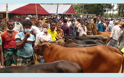 লক্ষ্মীপুরে পশুর হাটে মানুষের উপচেপড়া ভিড়  
