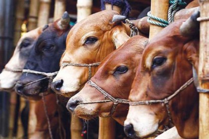 সিলেটে অর্ধশতাধিক অস্থায়ী পশুর হাট

