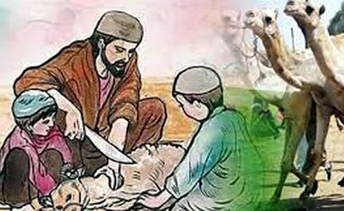 যেসব পশু দিয়ে কোরবানি করা জায়েজ 