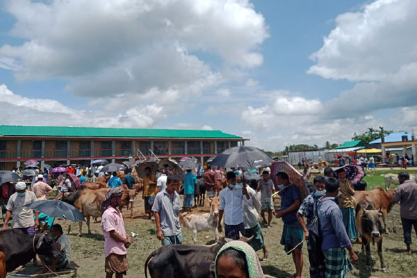 খাগড়াছড়িতে গরুর দাম চড়া
