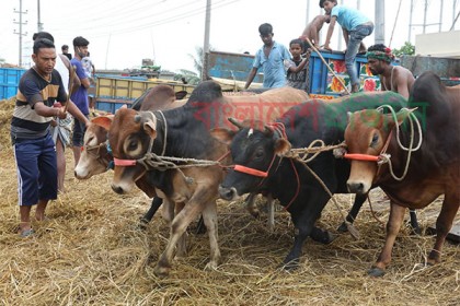 অনলাইনে ১৪ দিনে ১৬৬৫ কোটি টাকার পশু বিক্রি