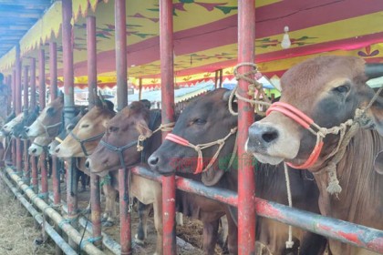 সিলেটে পশুর হাটে ক্রেতার চেয়ে দর্শক বেশি