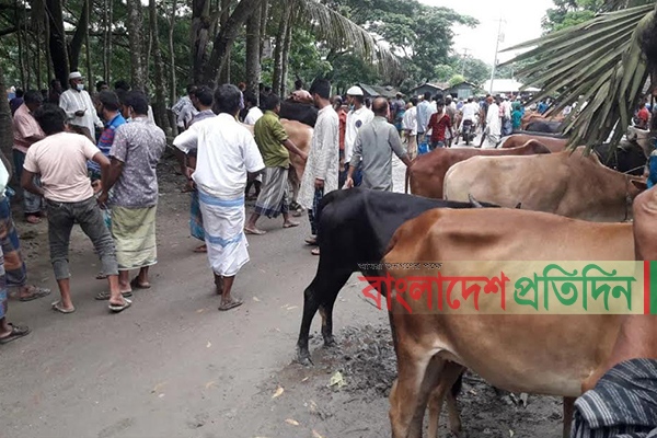 নোয়াখালীতে স্বাস্থ্যবিধি উপেক্ষা করে চলছে পশুর হাট