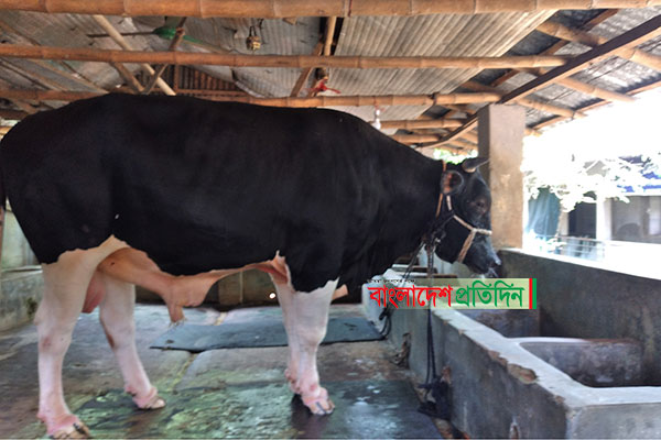 নজর কেড়েছে দিনাজপুরের ‘বস’
