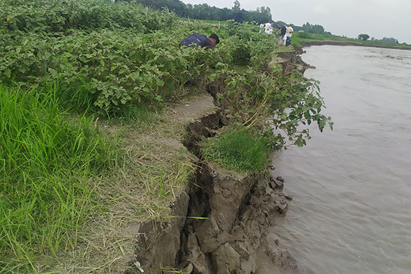 পদ্মার ভাঙ্গনে নদীগর্ভে হারিয়ে যাচ্ছে শতশত একর কৃষি জমি, স্থায়ী বাঁধ নির্মাণের দাবি