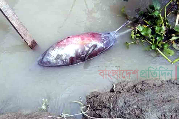 সুন্দরবনের খাল থেকে মৃত ডলফিন উদ্ধার