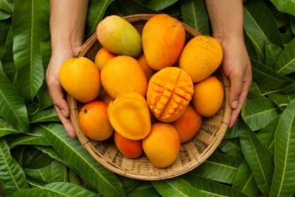 আম খাওয়ার পর যেসব খাবার খাওয়া ঠিক নয়