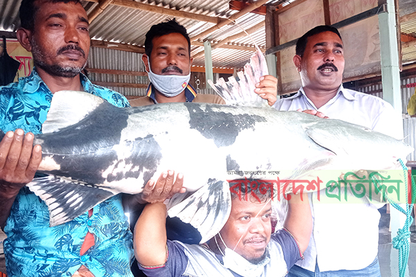 ৩৫ কেজির বাঘাইড় মাছ বিক্রি হলো ৪৫ হাজার টাকায়