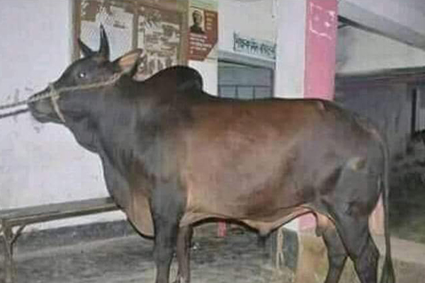 চকরিয়ায় স্বাস্থ্যবিধি না মেনে স্কুলমাঠে পশুর হাট