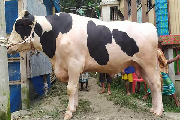 নরসিংদীতে নজর কাড়ছে ‘শেরখান’ ও ‘পালোয়ান’