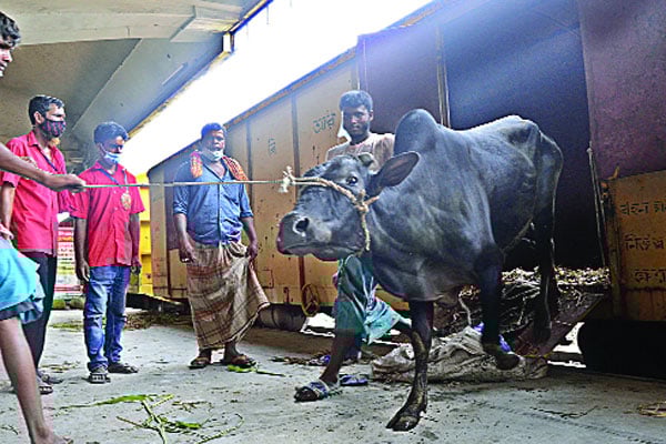 ক্যাটল ট্রেনে ঢাকায় এসেছে ৮০০ গরু
