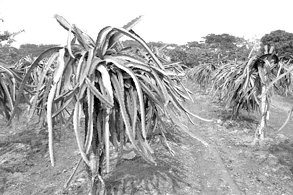 করোনায় স্বপ্নভঙ্গ ড্রাগন চাষিদের