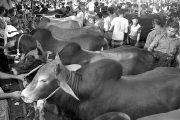 টঙ্গীতে জমজমাট পশুর হাট
