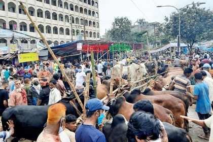 পর্যাপ্ত গরু পর্যাপ্ত ক্রেতা, তবে বড় গরু নিয়ে শঙ্কা