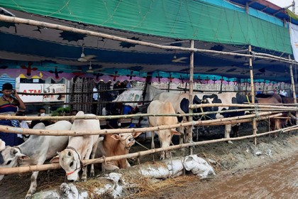 বাজার পড়তির দিকে, বেপারীরা বাড়ি ফিরতে চাচ্ছেন গরু নিয়েই
