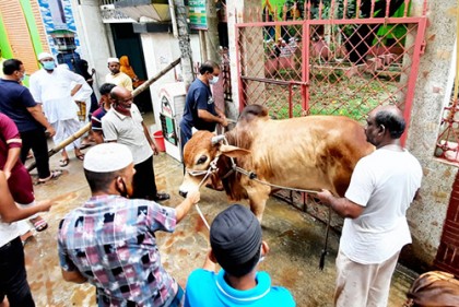 কোরবানির পশু জবাইয়ে ব্যস্ত নগরবাসী