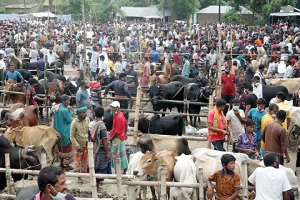 খুলনায় গরুর হাটে রেকর্ড রাজস্ব আদায়