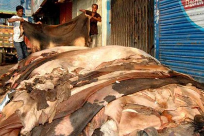 কোরবানির পশুর চামড়া ছাড়ানো ও সংরক্ষণ পদ্ধতি

