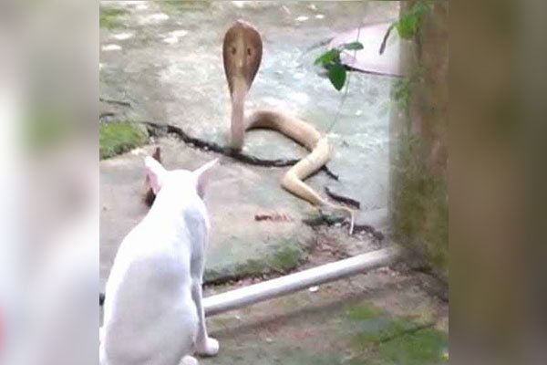 পাহারাদার বিড়াল! সাপকে ঢুকতে দিল না বাড়িতে (ভিডিও)
