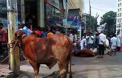 ঈদের দ্বিতীয় দিনেও রাজধানীতে পশু কোরবানি