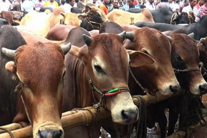 সারাদেশে ৯০ লাখ ৯৩ হাজার পশু কোরবানি হয়েছে

