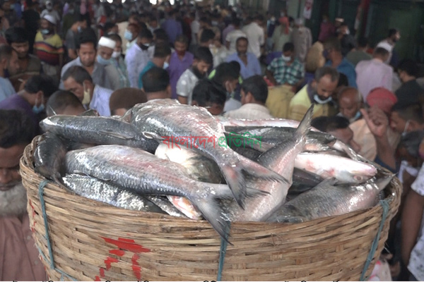 ভরা মৌসুমেও ইলিশের আকাল