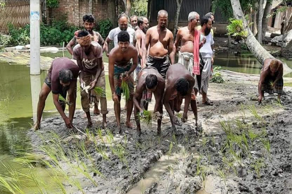 রাস্তায় ধানের চারা রোপণ করে প্রতিবাদ