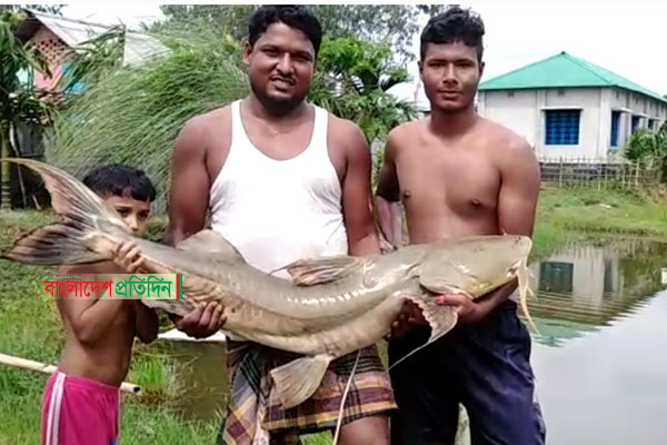 মহানন্দায় ধরা পড়লো ২৮ কেজির বাঘাইড় মাছ