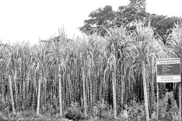 টাকা না পাওয়ায় কমছে আখ চাষ