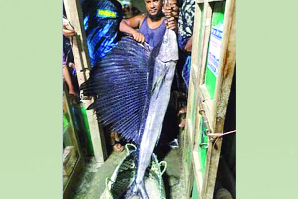 জেলের জালে ২২ কেজি ওজনের পাখি মাছ