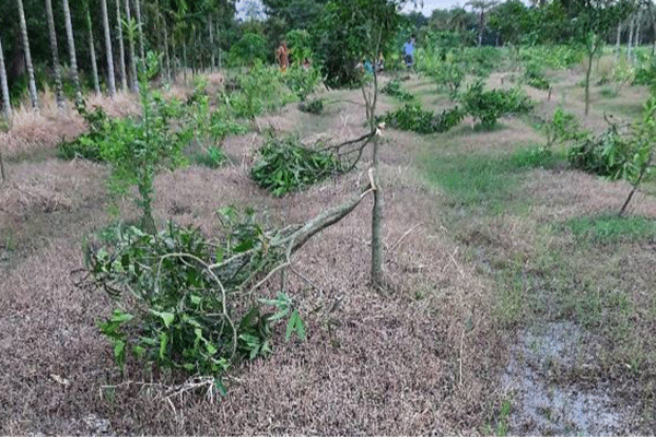 বড়াইগ্রামে ৮০টি আম গাছ কেটে ফেলেছে দুর্বৃত্তরা 