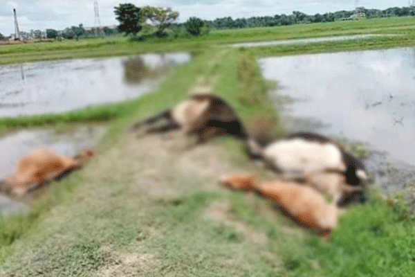 চৌদ্দগ্রামে বিদ্যুতের তারে জড়িয়ে ৫ গরুর মৃত্যু